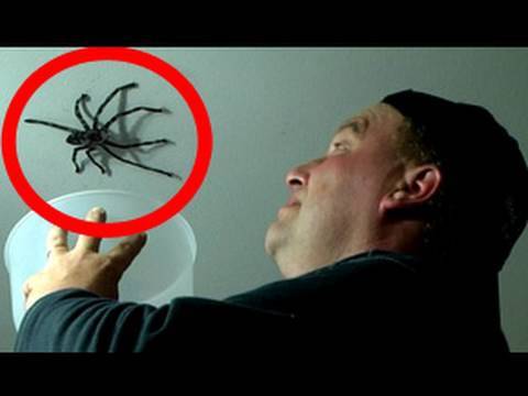 Video: Bijai? - Tai tik vorai.