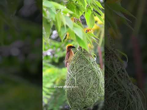 ฝนตกน้องนกก็ไม่หยุดสร้างธรรมช