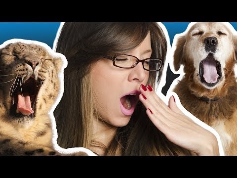 Can You Make It Through This Video Without Yawning?