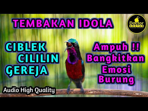 BONGKAR MATERI ! KONIN GACOR FULL ISIAN TEMBAKAN CIBLEK, CILILIN, GEREJA TARUNG COCOK BUAT MASTERAN