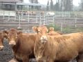 Скотоводство: Коровы породы лимузин от ООО АГРОМЭН - funny animals cow