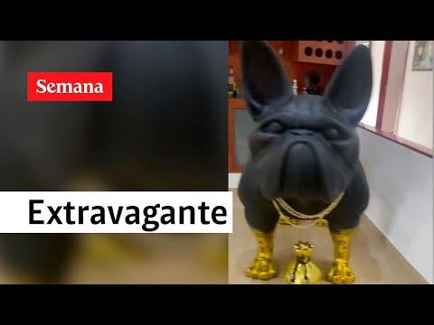 La estatua de un perro con enchapes de oro encontrada en la casa de un narco | Semana noticias