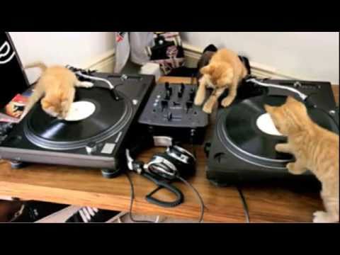 Video: Dj Kittens  - Lietuvoje , 2069-08-01