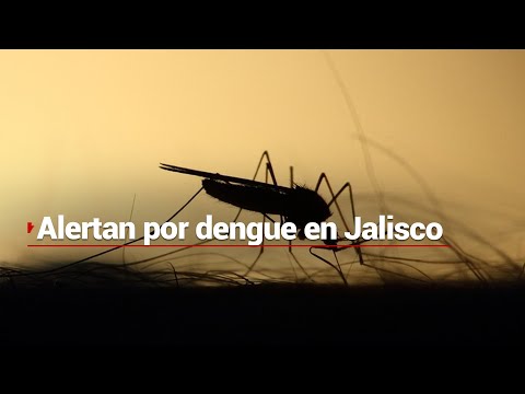 ¡CUIDADO! Jalisco, primer lugar nacional en casos registrados de dengue