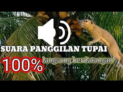 SUARA PIKAT TUPAI JITU🔴THE VOICE CALLS OUT FOR SQUIRRELL💯POWERFUL‼️
