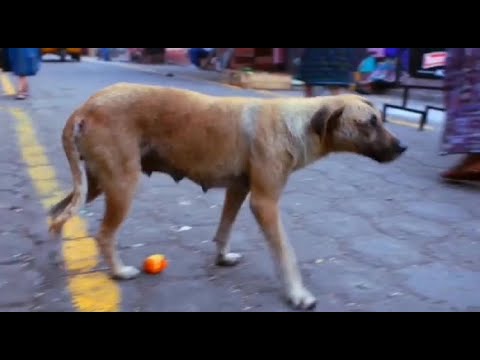 Hay más de tres mil perros callejeros en Matehuala, pero a la autoridad no le interesa; señalan...