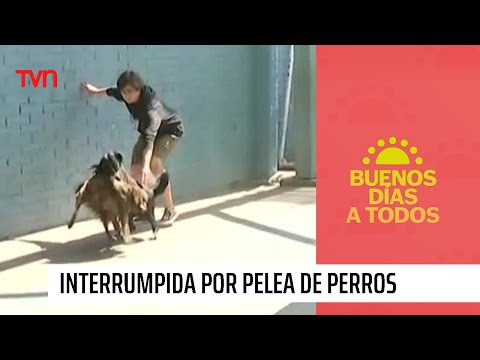 Pelea de perros interrumpió despacho de Josefina Pitu Valenzuela | Chile Elige 2023
