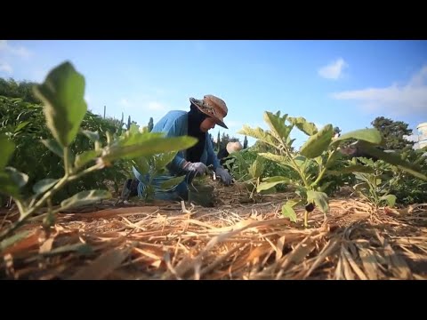 Displaced Lebanese women find solace and skill in farming project during conflict