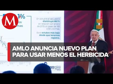 AMLO anuncia que directora de Conacyt alista alternativa contra el glifosato