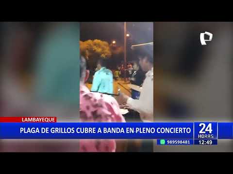 Lambayeque: plaga de grillos se prenden de ropas de músicos durante concierto en vivo