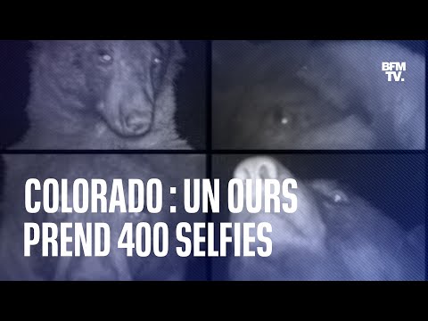 Cet ours du Colorado a déclenché l'appareil photo posé dans un parc naturel, prenant 400 selfies