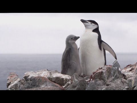 La población de pingüinos barbijo cayó hasta 77% en la Antártida