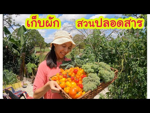 เก็บผักในสวนปลอดสาร(ENTHsub)