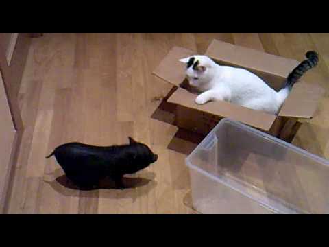 Akane vs Musi - Pig vs Cat - Round 1