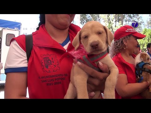Realizó Ayuntamiento Capitalino 4to Festival de Adopción y Registro Municipal de Mascotas