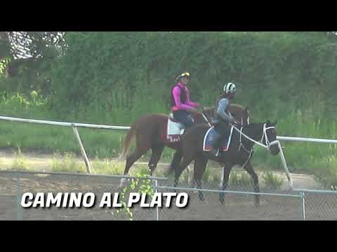 Ramón Orozco Jr. habla sobre  CAMINO AL PLATO- Clásico Puerto Rico Futurity