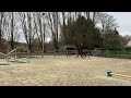 Show jumping horse Eerlijk, zachte en talentvolle 5-jarige merrie