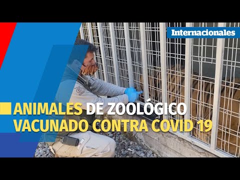 Diez animales en Chile se convierten en los primeros vacunados contra la covid en Latinoamérica