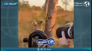 لبوه تخطف الفريسه في لمح البصر