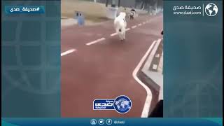 خيل يهاجم شاب