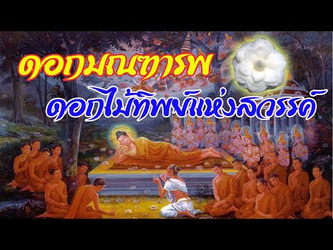 “ดอกมณฑารพ”-ดอกไม้ทิพย์แห่งสวร “ดอกมณฑารพ”-ดอกไม้ทิพย์แห่งสวร