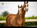 حصان القفز Taloubet Z hengstveulen met uitstekende galop