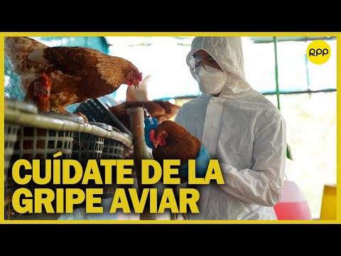 Gripe aviar en Perú: ¿Cómo me puedo cuidar al momento de comer aves?