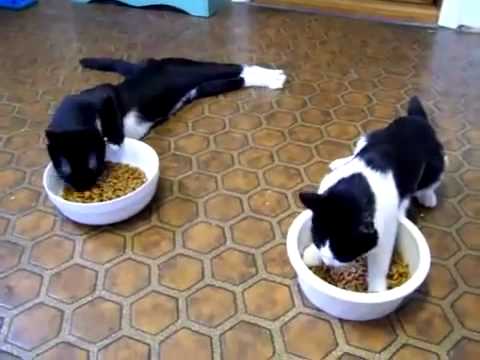 Video: Girta katė -  - juokinga katė