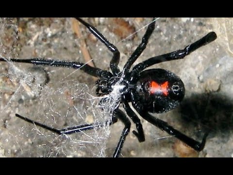 Realizarán estudios a las arañas encontradas en Oruro