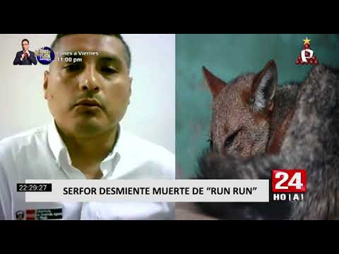 ¿Dónde está ‘Run Run’ SERFOR se pronuncia y desmiente la muerte del zorro