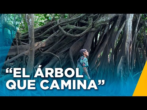 El bosque que sufre inundaciones de 2 metros, pero siempre sobrevive - Nuestros Bosques