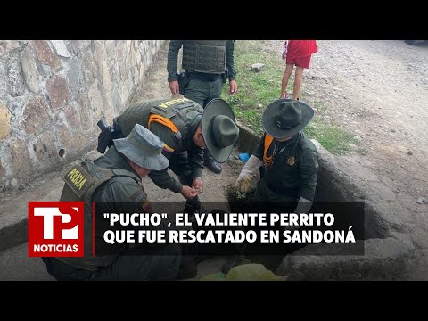 Pucho el valiente perrito que fue rescatado por carabineros en Sandoná |19.03.2024I TP Noticias