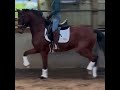 Dressage horse Paard met enorm veel potentieel