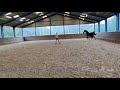 Dressage horse 3 jarige ruin aan van Just Wimphof x Apache