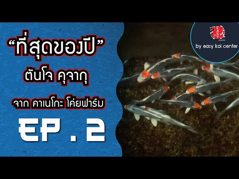 Rare-Item!!-ตันโจคุจากุ-จาก-คา Rare-Item!!-ตันโจคุจากุ-จาก-คา