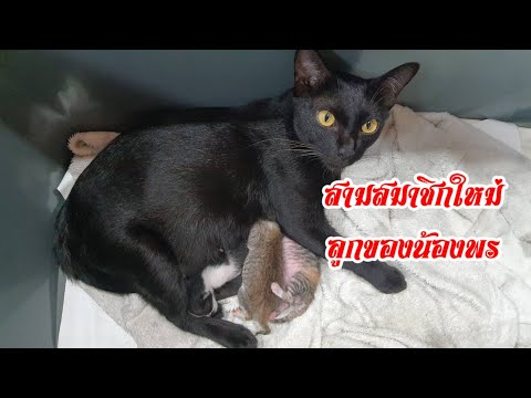 สามสมาชิกใหม่ลูกของน้องพร