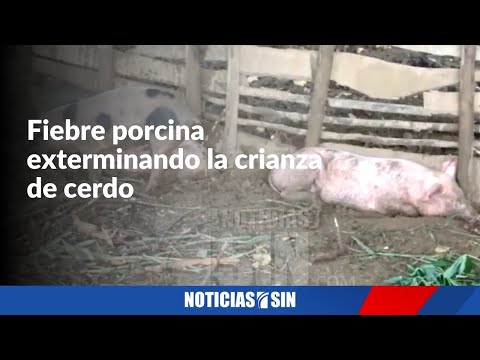La fiebre porcina africana continúa exterminando la crianza de cerdos