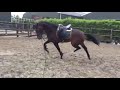 حصان الفروسية Top Glamourdale x Apache stallion for sale