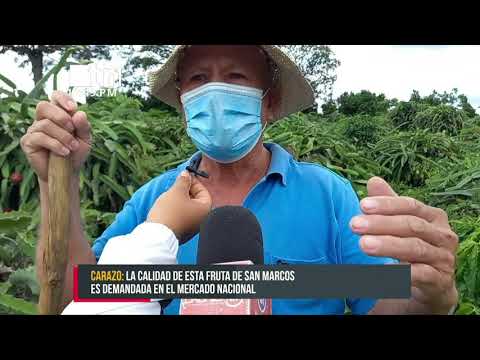 Productor de pitahaya en San Marcos inicia a sacar su cosecha - Nicaragua