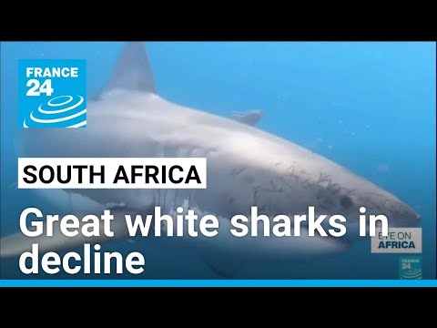 South Africa’s shark tourism in crisis as great whites disappear • FRANCE 24 English