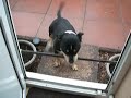 MAX the cute Staffy dog tries to get through a door with a rake in his mouth!(ORIGINAL!)