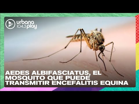 Aedes albifasciatus, el mosquito de inundación que transmite encefalits equina #DeAcáEnMás