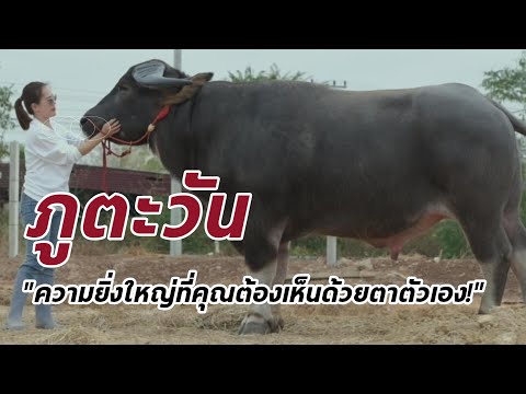 เจ้าภูตะวันควายยักษ์เขาใหญ่โค