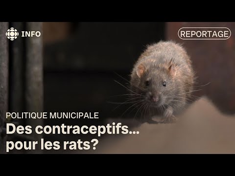 La contraception : un bon remède pour en finir avec les rats?