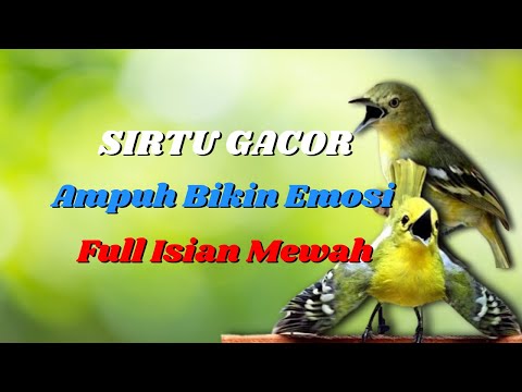 MASTERAN SIRTU FULL VARIASI SUPER MEWAH