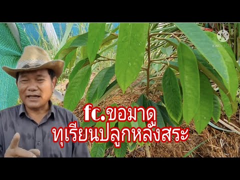 FC.ขออยากดูทุเรียนที่ปลูกหลังส FC.ขออยากดูทุเรียนที่ปลูกหลังส