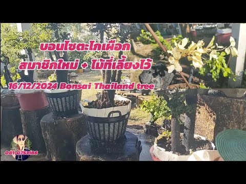 ไม้ ช่อเพชร Thailand Tree Bonsaiบอนไซตะโกเผือกไม้ที่มีเก็บไว้🙏💖💖