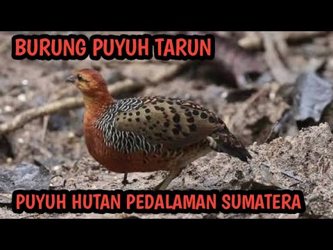Ternak Puyuh Tarun - Puyuh Hutan Exotic