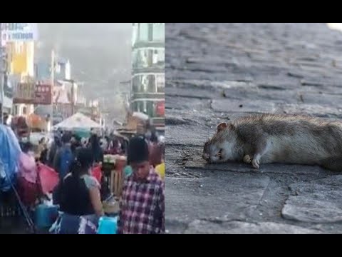 Plaga de ratas en mercado La Democracia: vecinos realizan limpieza