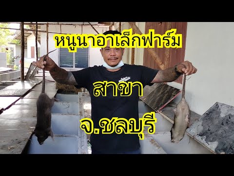 หนูนาอาเล็กฟาร์มสาขา-อ.บาง หนูนาอาเล็กฟาร์มสาขา-อ.บาง